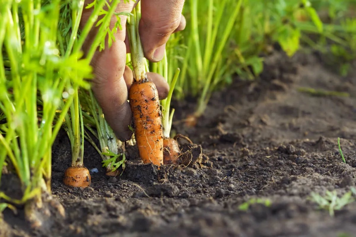 Можно ли сажать морковку. Морковь на грядке. Морковь в огороде. Прополка моркови. Морковь в земле.