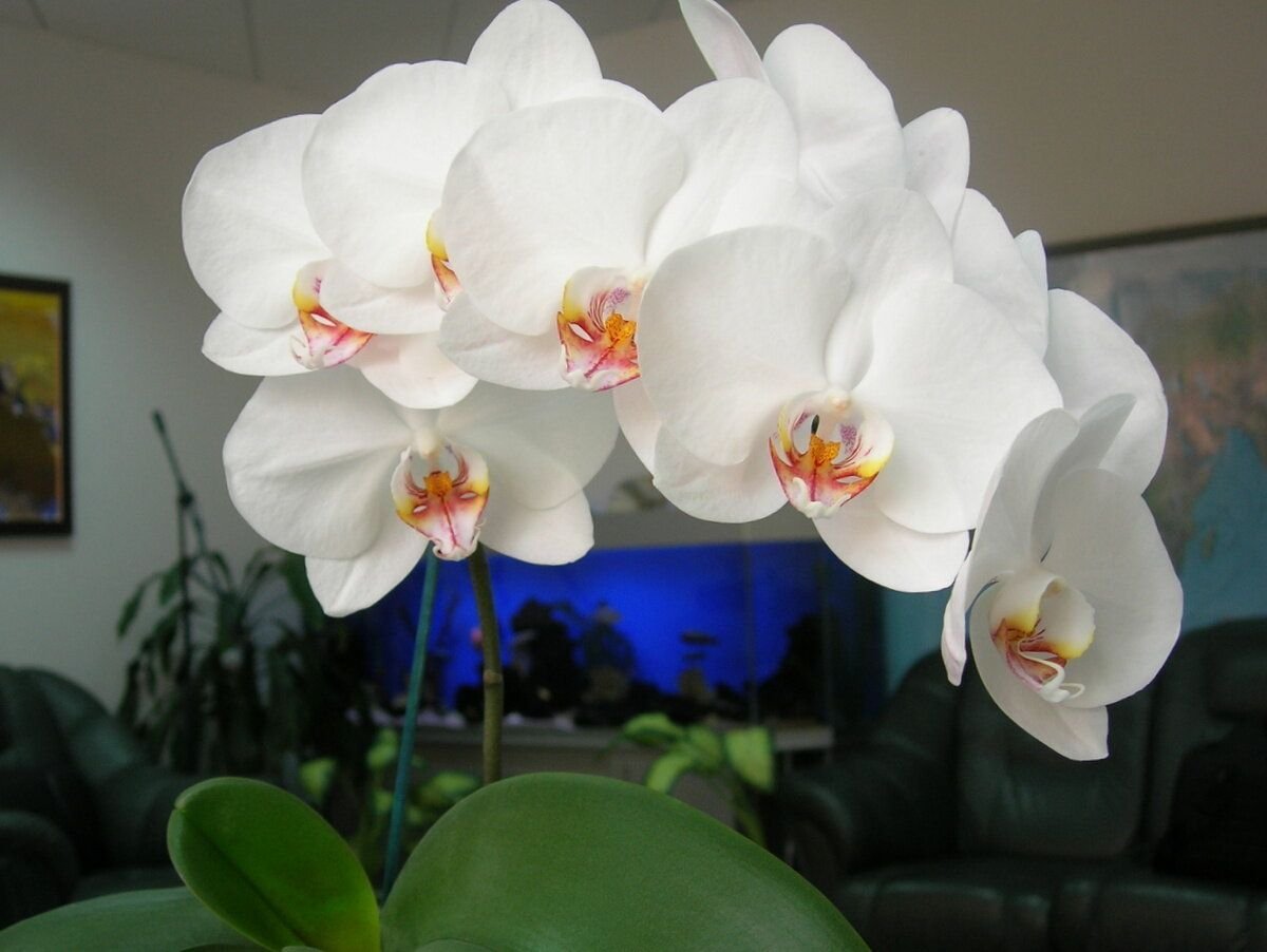 Орхидея фаленопсис фото. Орхидея фаленопсис Alabaster. Фаленопсис Алабастер. Фаленопсис алебастр. Фаленопсис Вайт Сван.