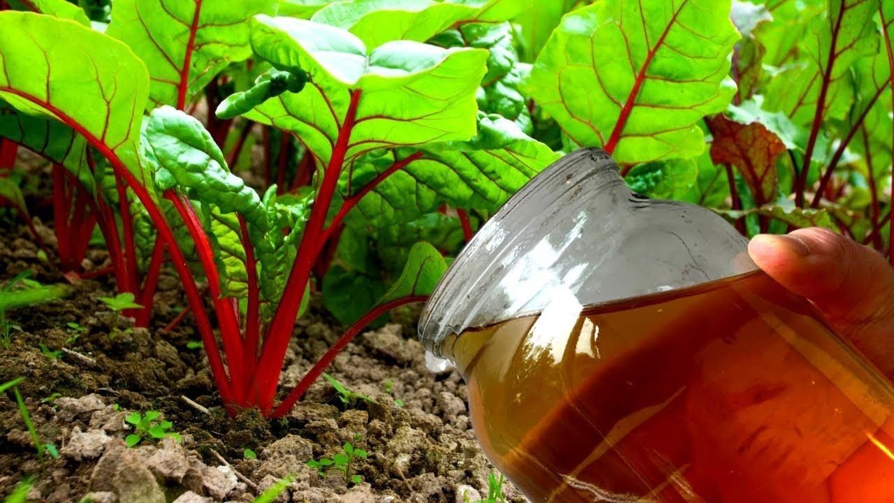 Подкормка моркови в открытом грунте. Подкормка моркови свеклы в июле открытом грунте. Подкормка свеклы. Подкормка моркови свеклы в июле открытом грунте. Чем подкормить морковь после всходов.