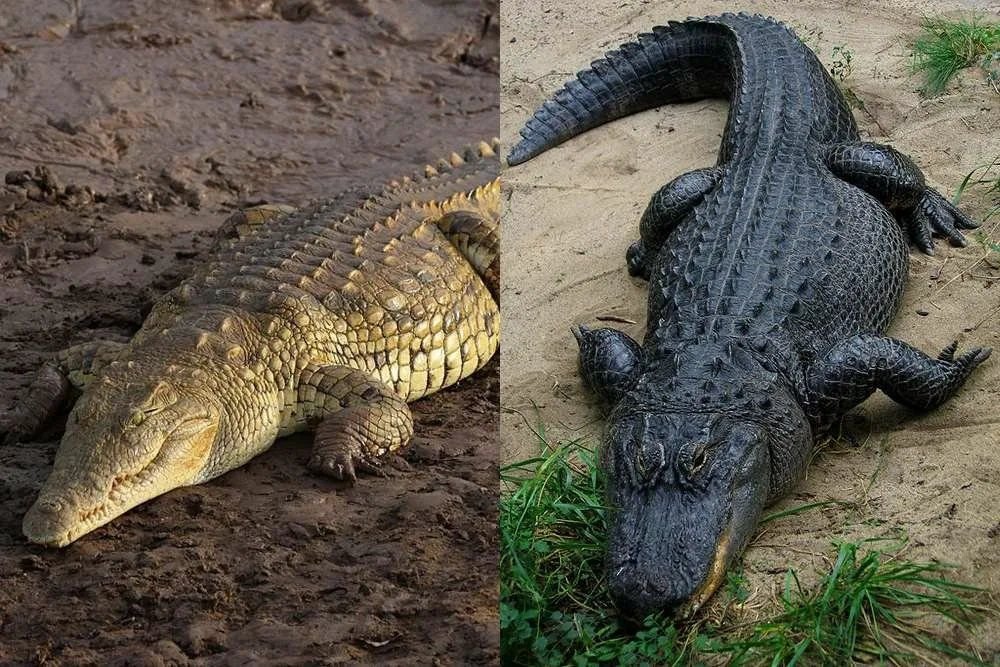 Включи крокодилов. Крокодил vs Аллигатор. Кайман vs Аллигатор. Caiman vs Crocodile vs Alligator. Крокодил против аллигатора.