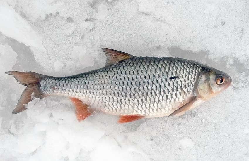 Сорога ангарская. Сорога зимой. Плотва в глухозимье. Глухозимье. Ловля плотвы в феврале.