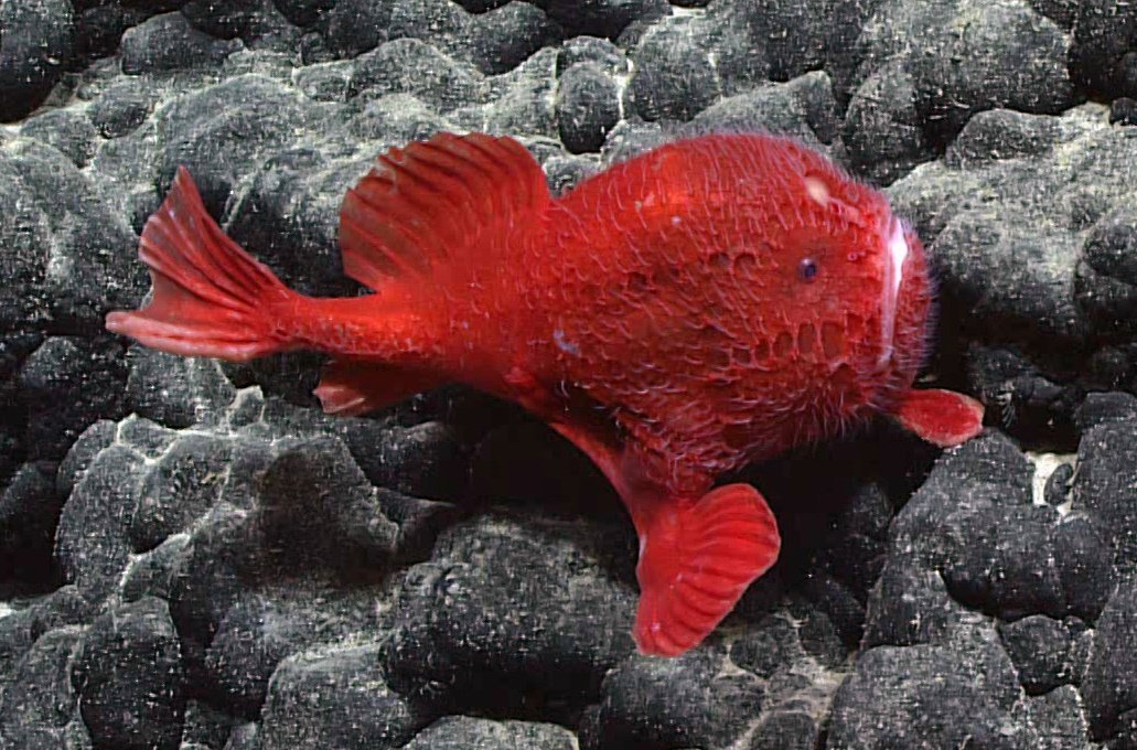 Почему рыба красного цвета. Красный хаунакс. Chaunax pictus. Хаунакс рыба. Chaunacops coloratus.