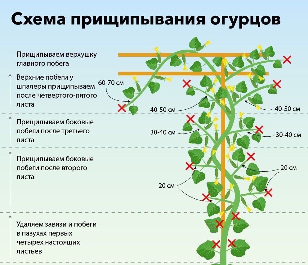 Схема прищипывания огурцов на подоконнике