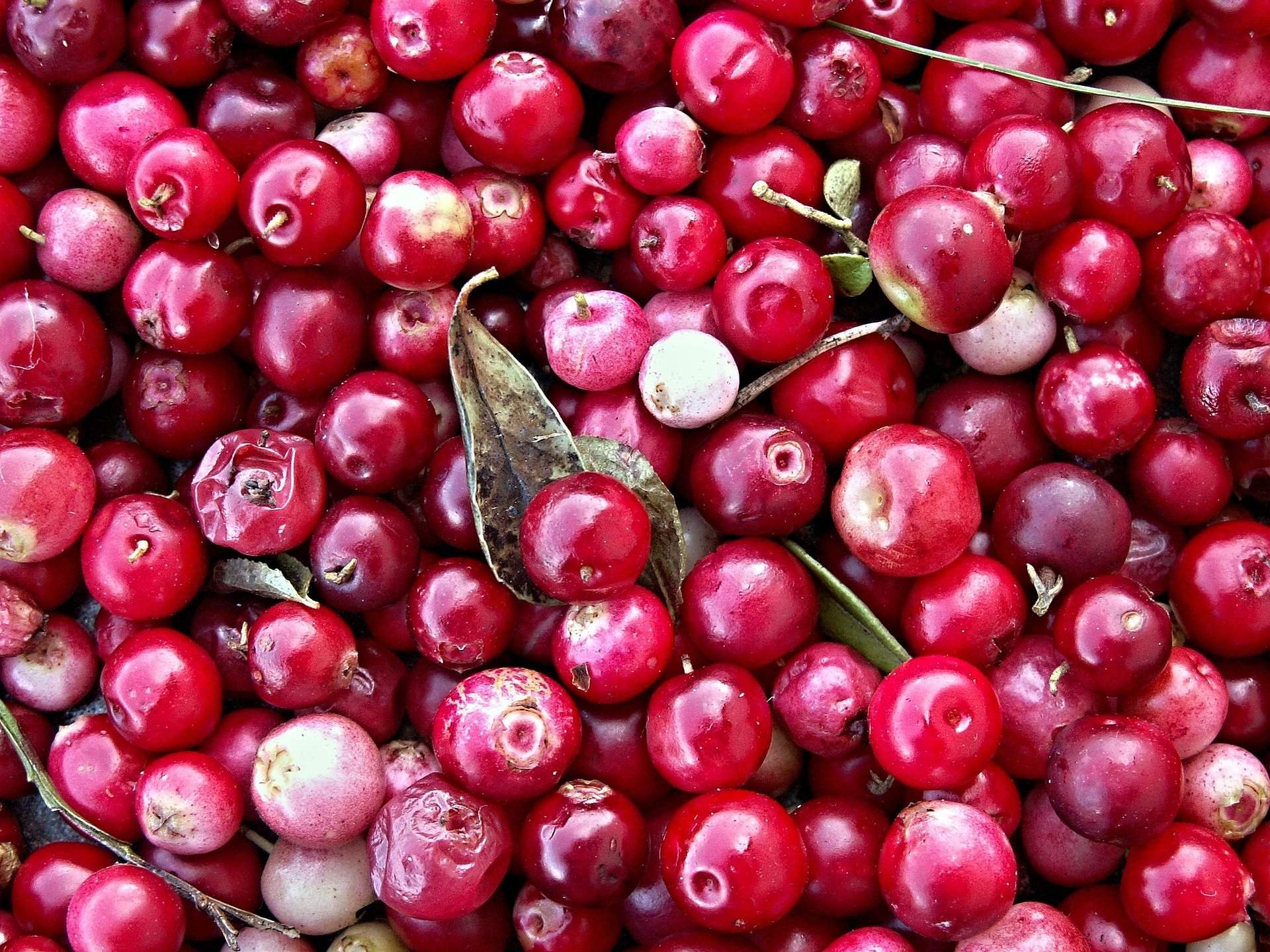 Клюква осу. Клюква меваси. Cranberries Berry. Клюква ягода. Черная клюква.