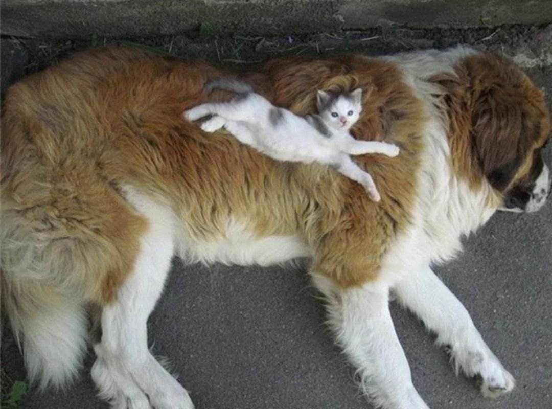 Сенбернар и кот