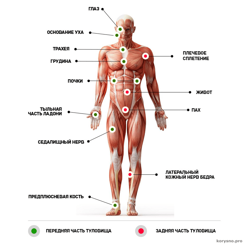 Болевые точки. Слабые точки человека на теле. Уязвимые болевые точки на теле человека. Болевые точки на теле человека для нажатия. Уязвимые точки на теле человека и способы воздействия.