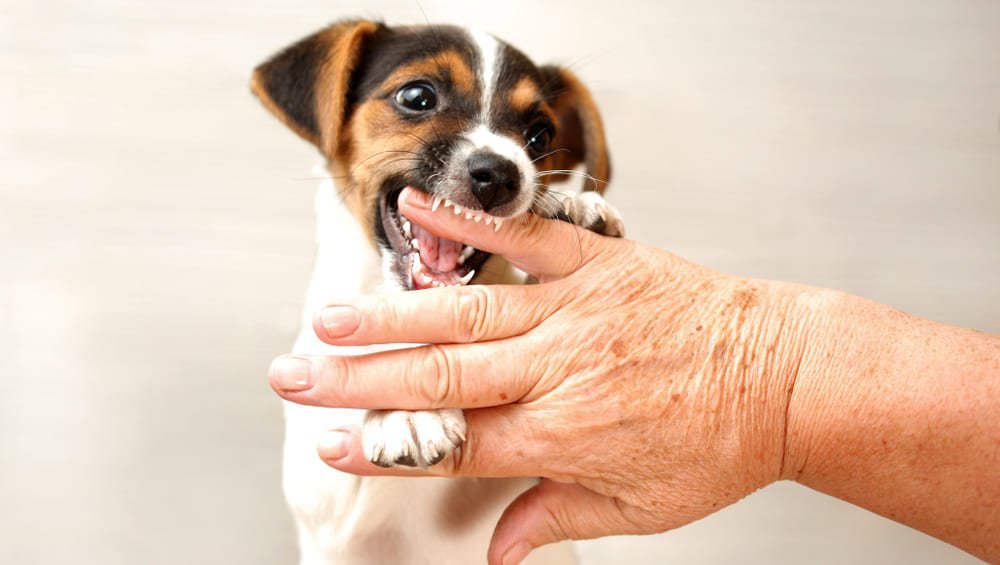 Бигль на прогулке. Как отучить собаку гавкать. Джек-рассел-терьер. Джек рассел кусается. Щенок кусает.