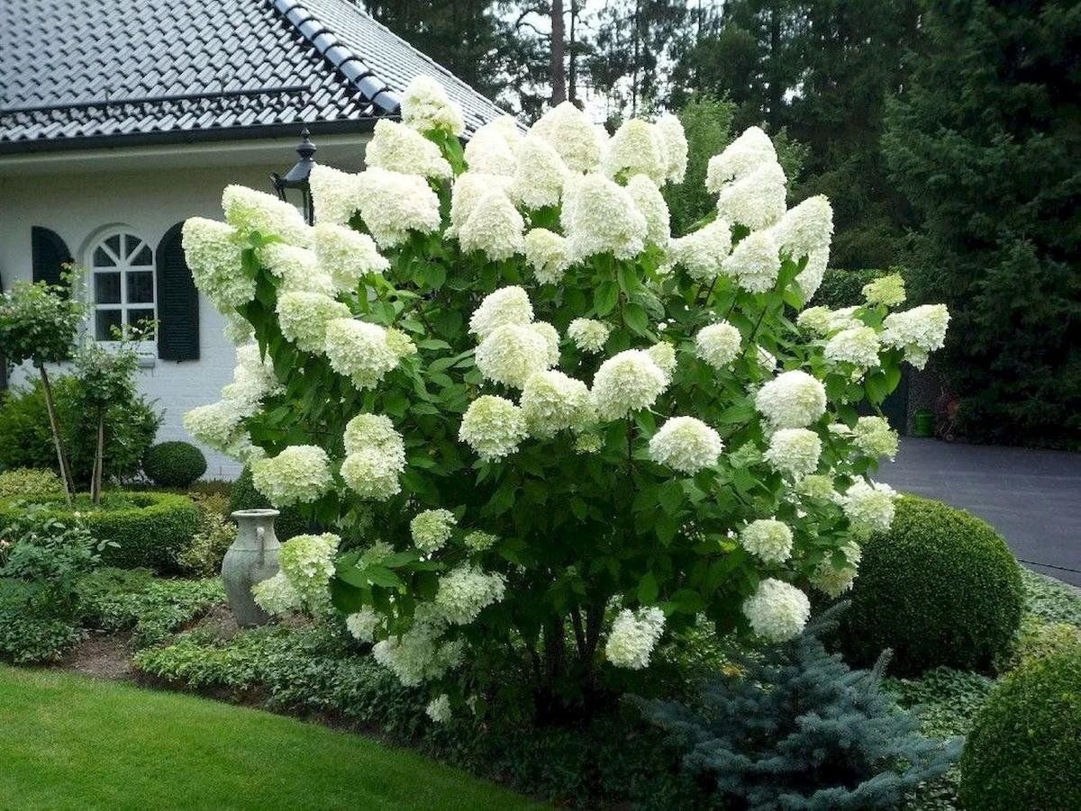 Гортензия метельчатая Hydrangea paniculata