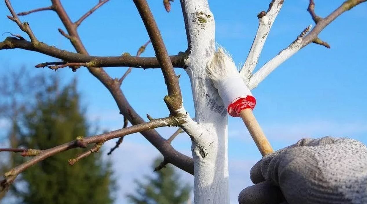 Бели дерево. Побелка деревьев. Побелка плодовых деревьев. Побелка деревьев в саду. Побелка стволов деревьев.