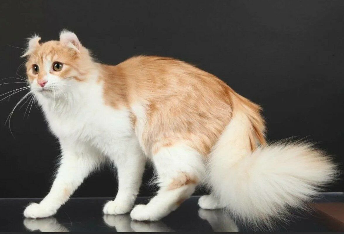 Кот белый рыжий хвост. Кошка американский керл. Американский длинношерстный керл. Американский кёрл кошка длинношерстная. Котята американский керл.