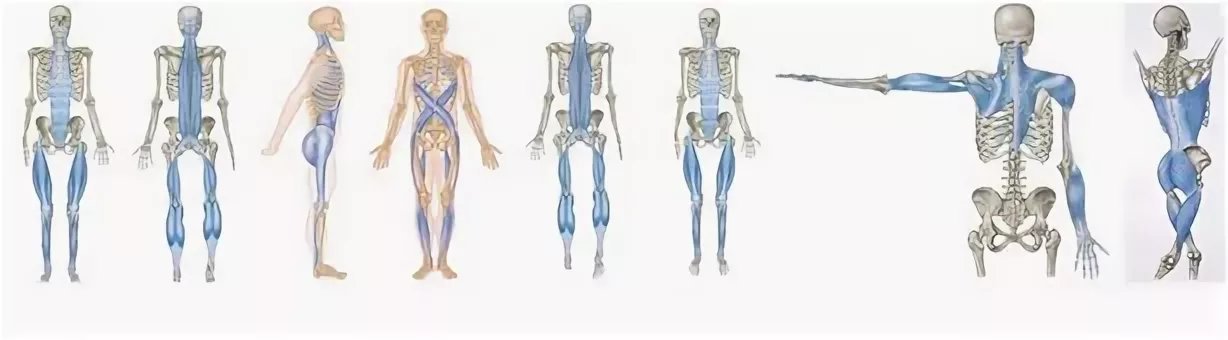 Миофасциальные цепи схема
