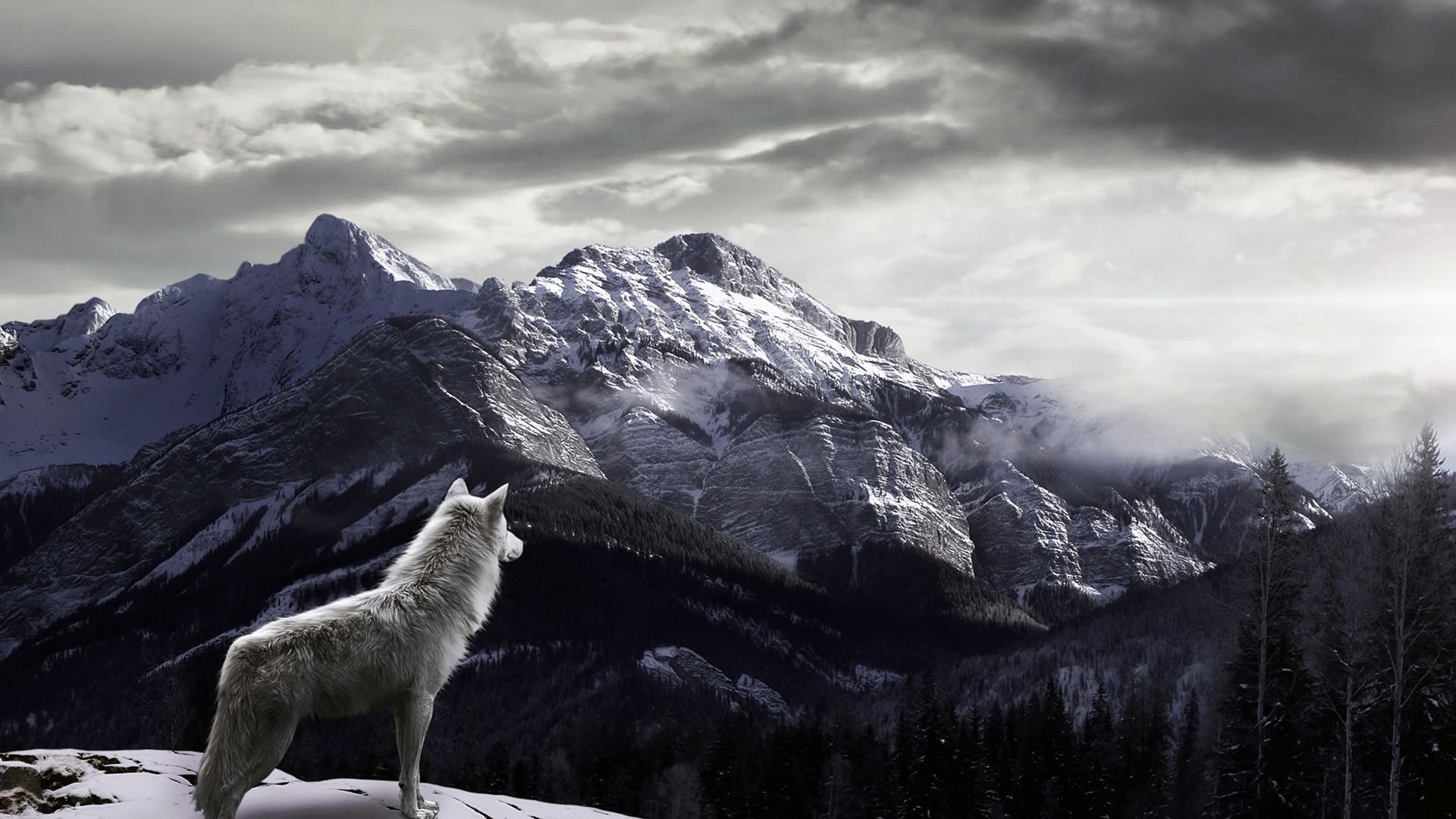Одинокий волк обои