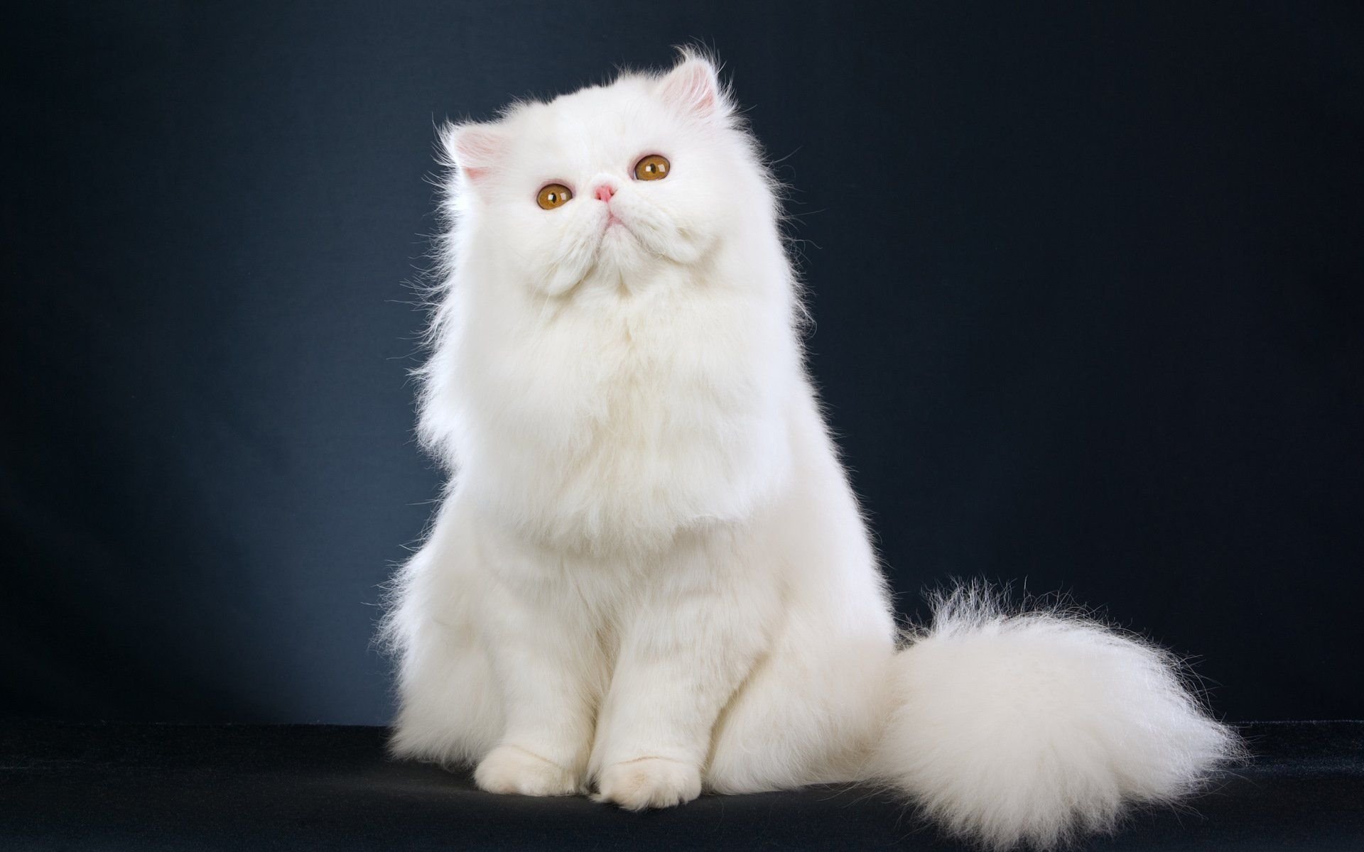 Кошки белые длинношерстные персидские