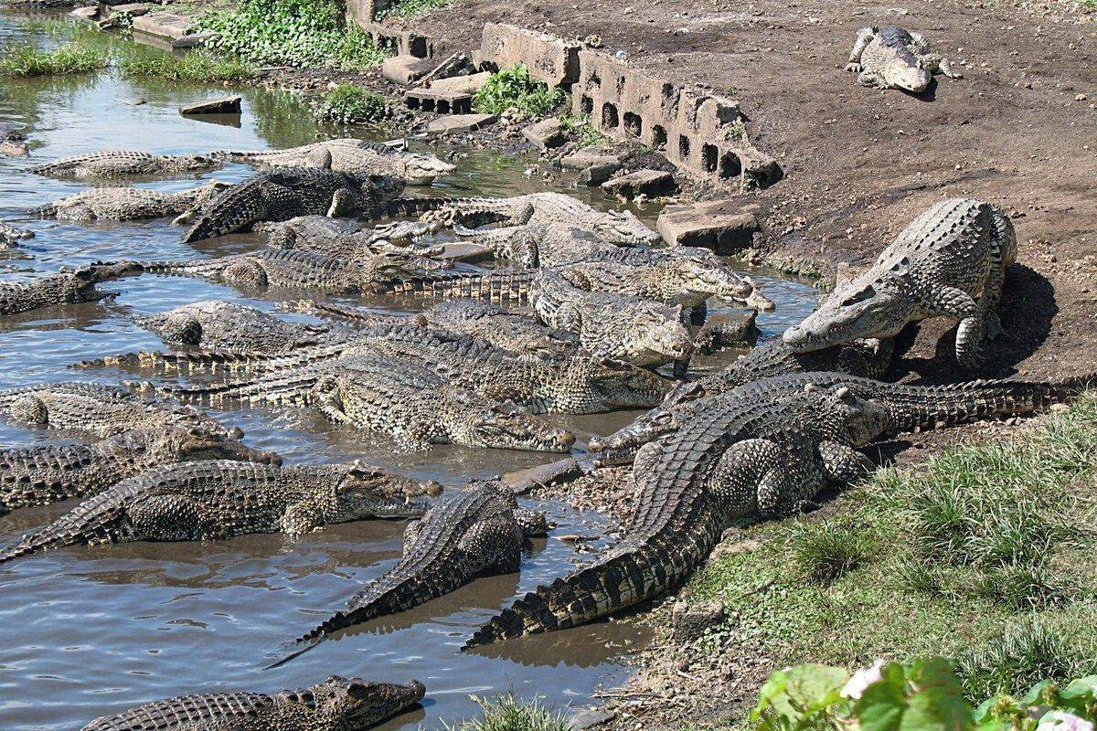 Кубинский крокодил фото
