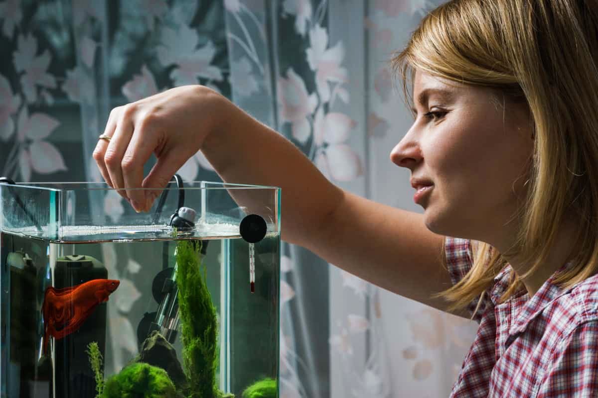 Рыбки для аквариума. Питание аквариумных рыбок. Как правильно кормить аквариумных. Кормушка для рыб в аквариуме. Аквариумистика рыбы корм.