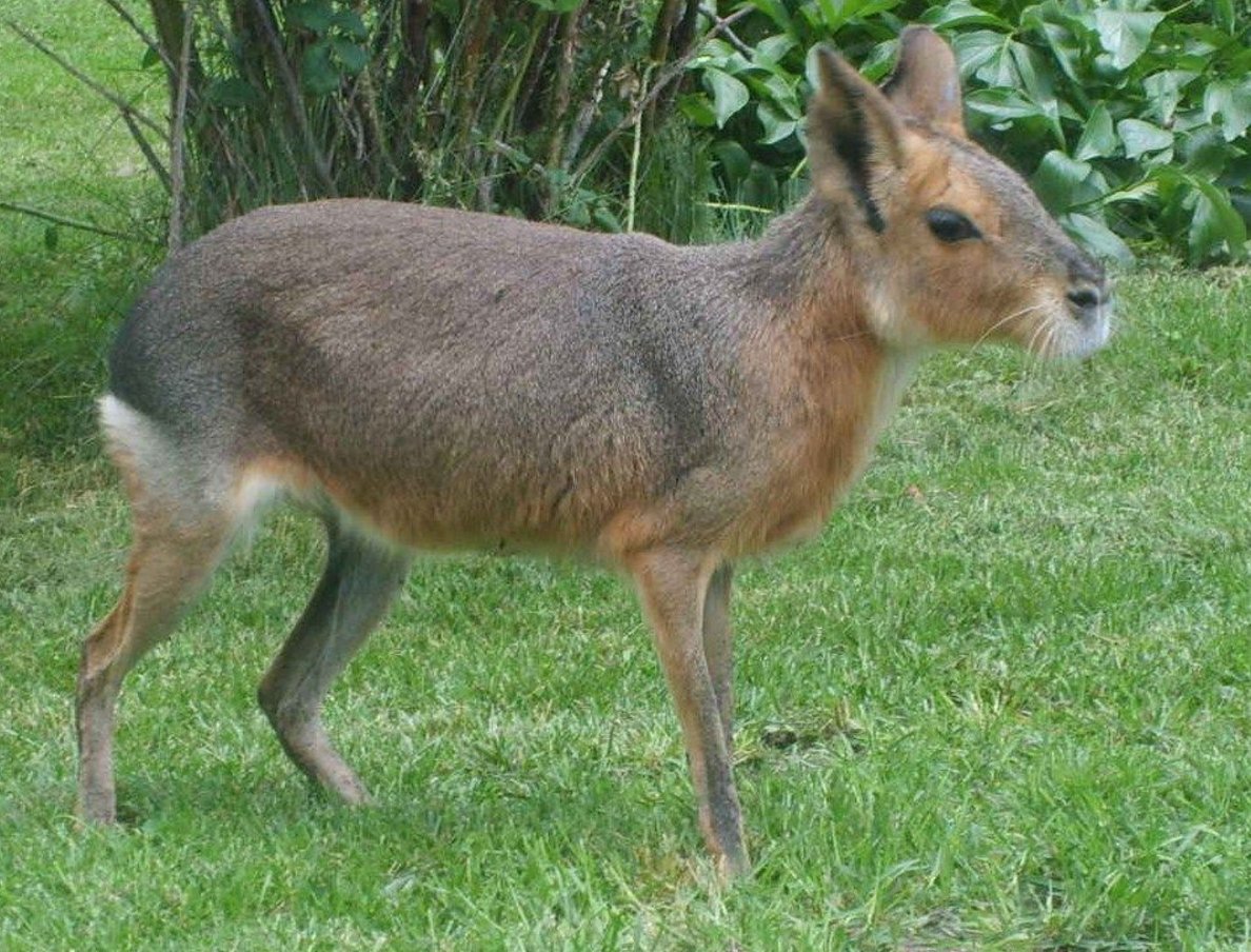 Patagonian Cavy