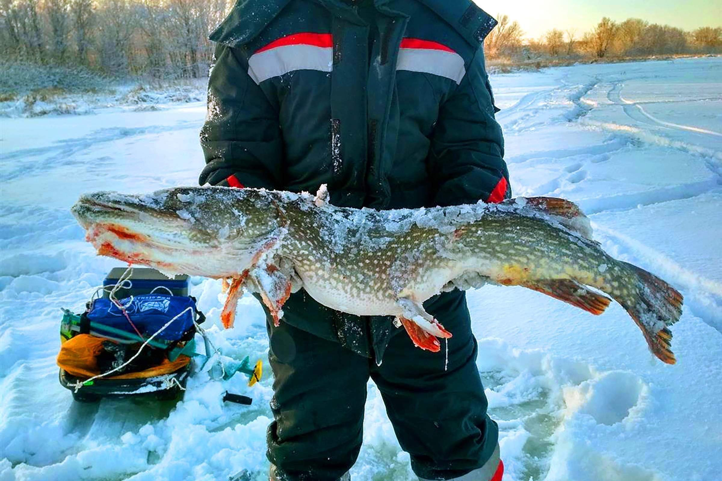 Щука зимой. Щука на льду. Зимняя рыбалка на щуку. Щука зима. Крупная щука зимой.