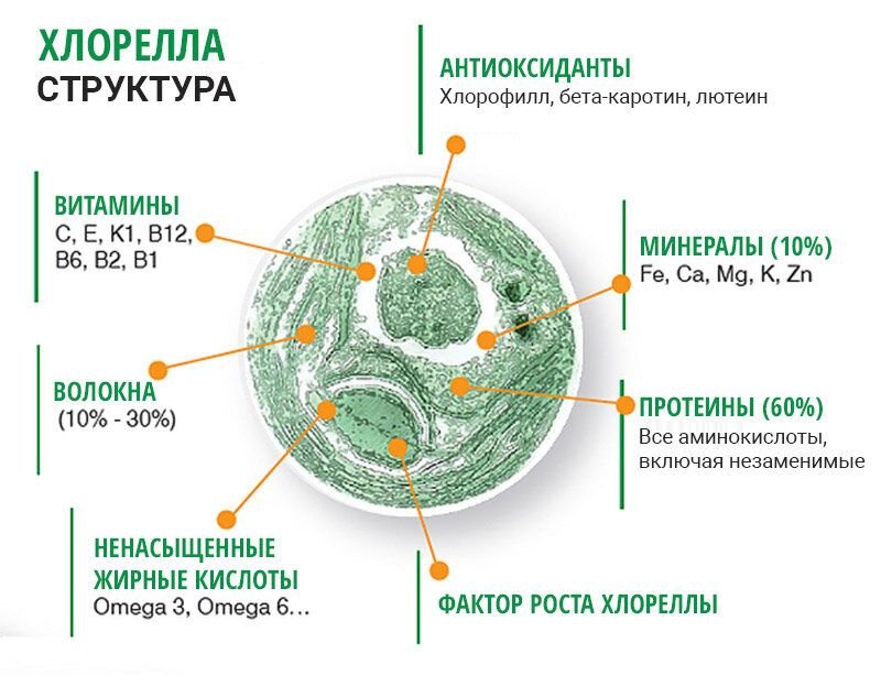 Хлорелла рисунок с подписями