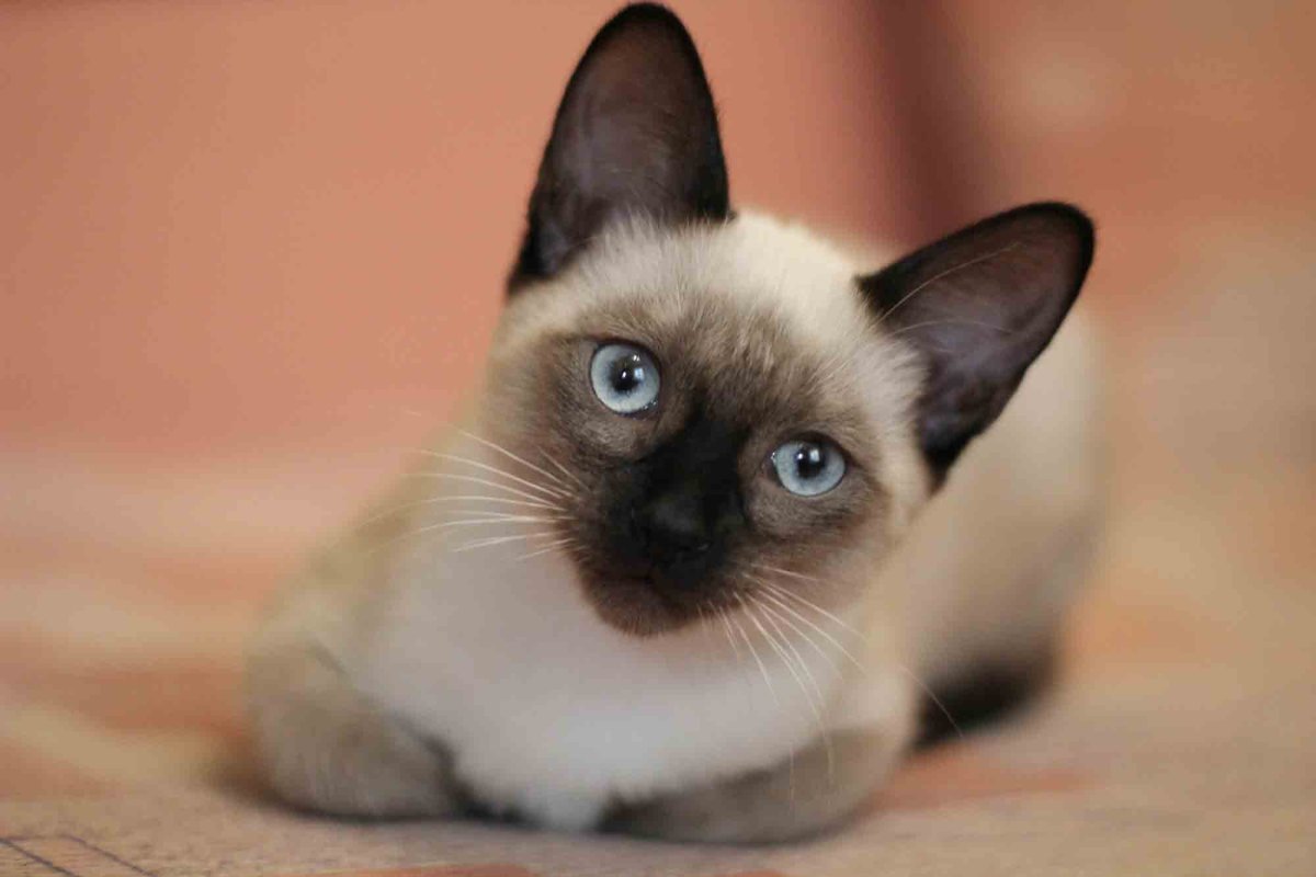 Сиамская кошка с голубыми глазами фото