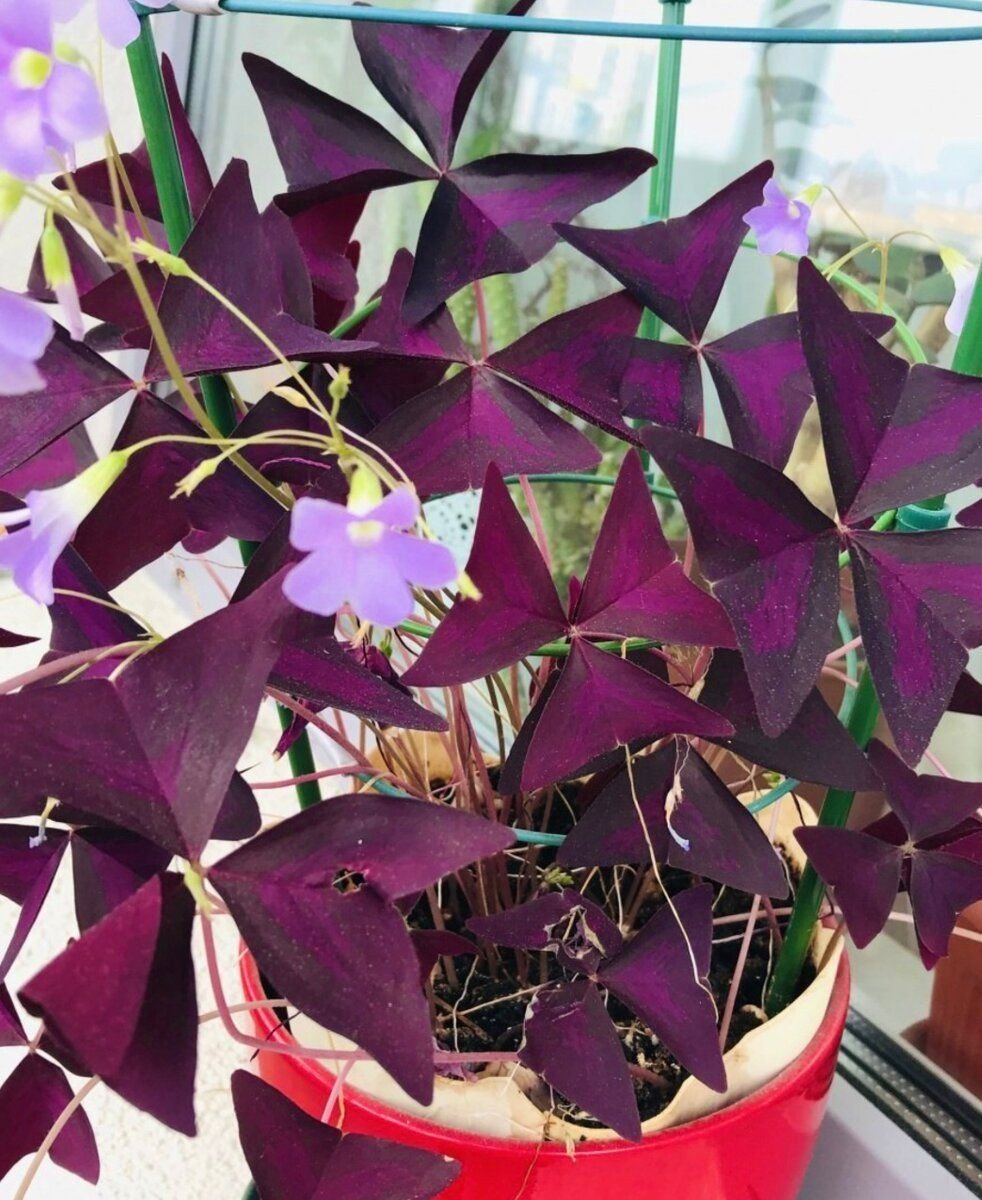 Кислица треугольная (Oxalis triangularis)