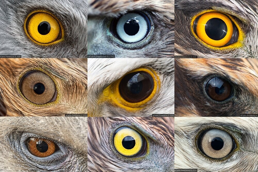 Цвет глаз птиц. Глаза хищных птиц. Зрачок Совы. Глаза травоядных животных. Птичий глаз.