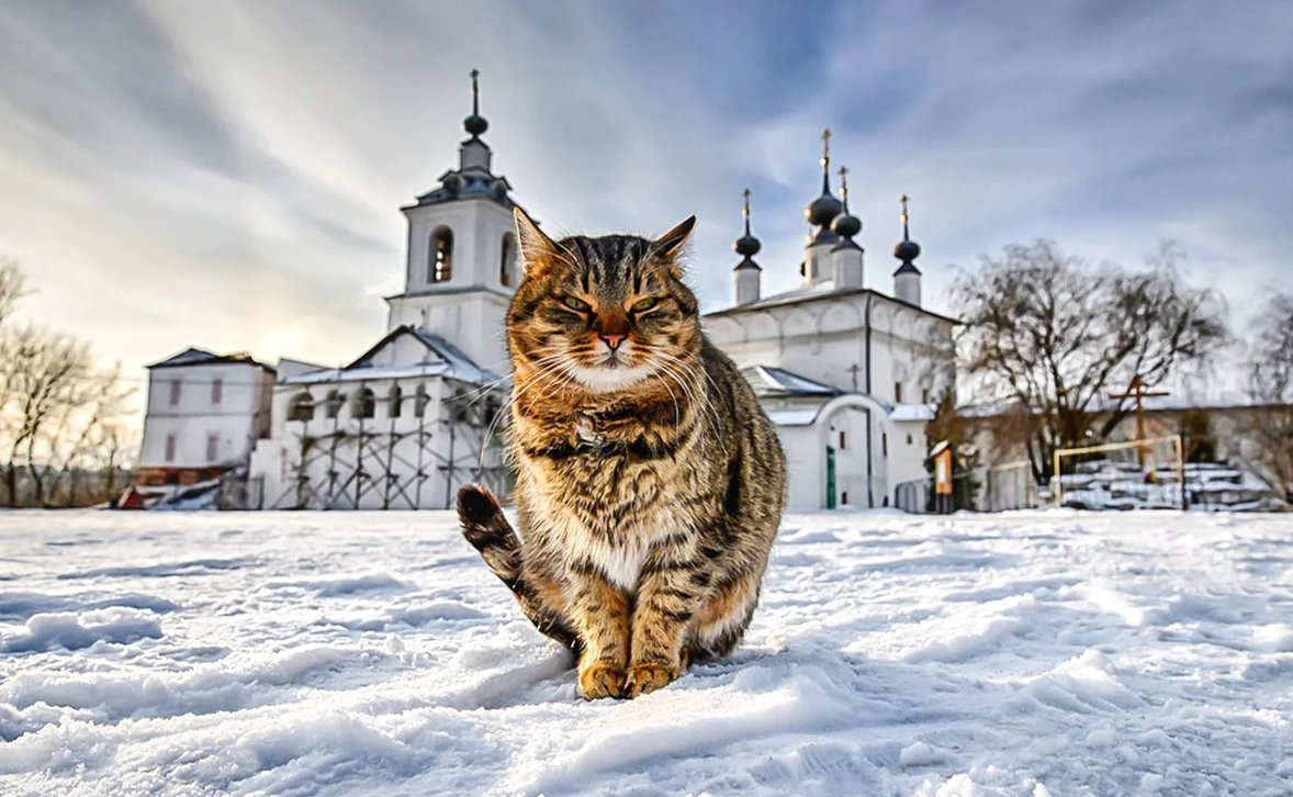 божья тварь человек. страшнее кошки зверя. все мы твари божьи. почему кошки божьи твари. кошка в храме.