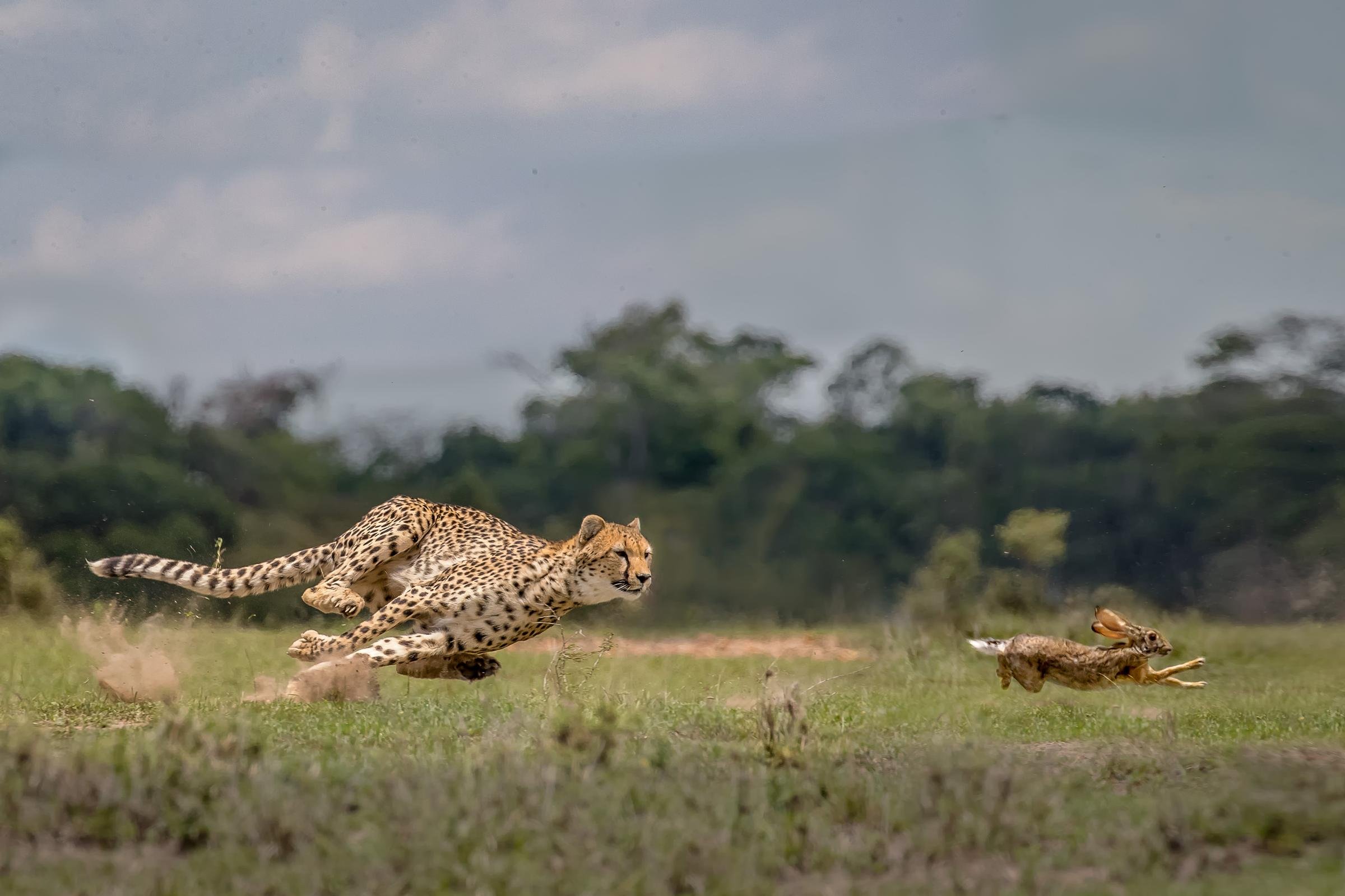 Chase animals. Гепард в саванне. Гепард охотится. Гепард на охоте.