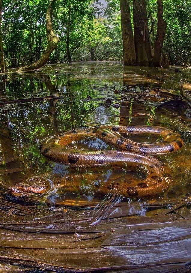 Фото огромной змеи в реке с воздуха