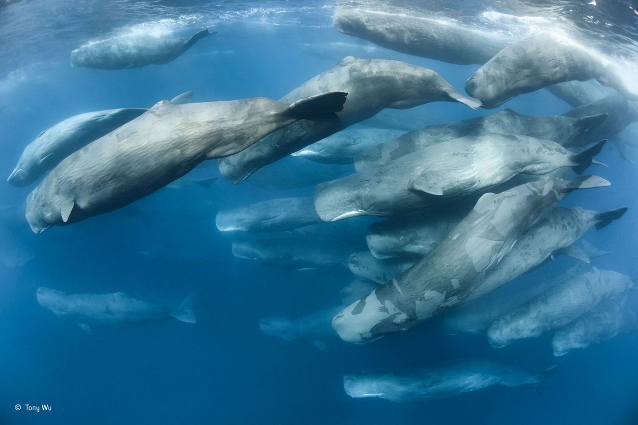 Миграция горбатых китов