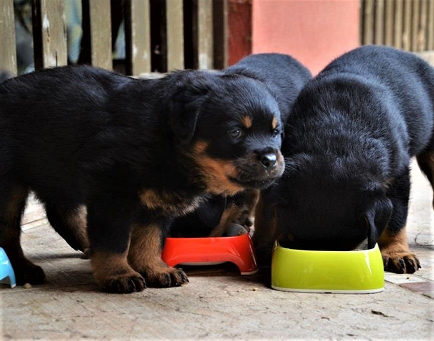 Собачка кушает. Убежал. Собака быстро есть. Тарелка для собак. Собака быстро есть.