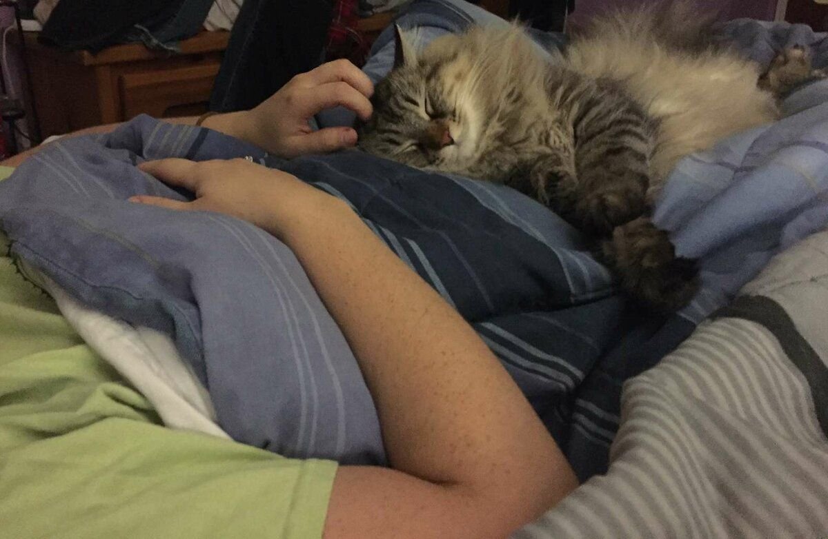 Почему кошки ложатся в ноги. Котик в кровати. Котик лежит на девушке. Кошка на коленях у девушки. Кот в обнимку с подушкой.