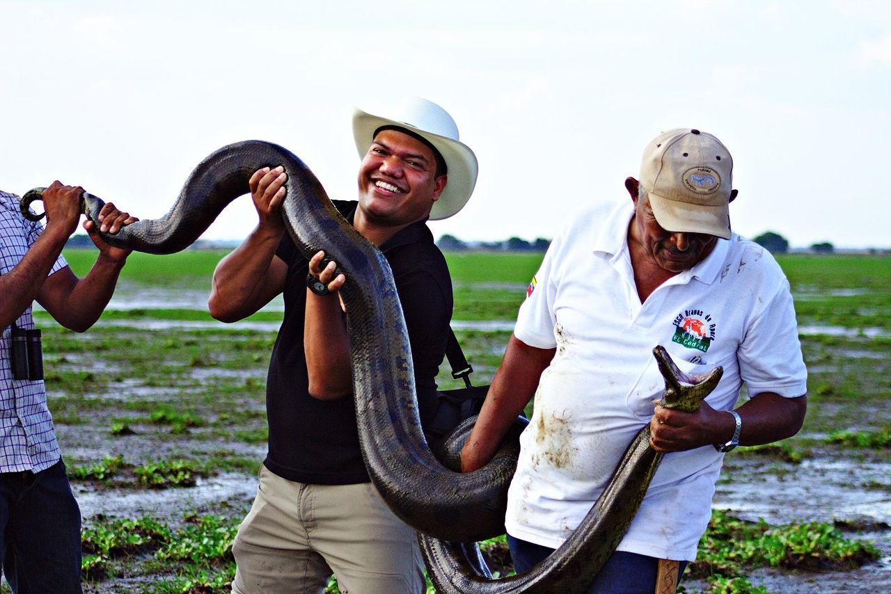 Обитания анаконды. Зеленая Анаконда (eunectes murinus). Амазонка река Анаконда. Анаконда змея Южная Америка.