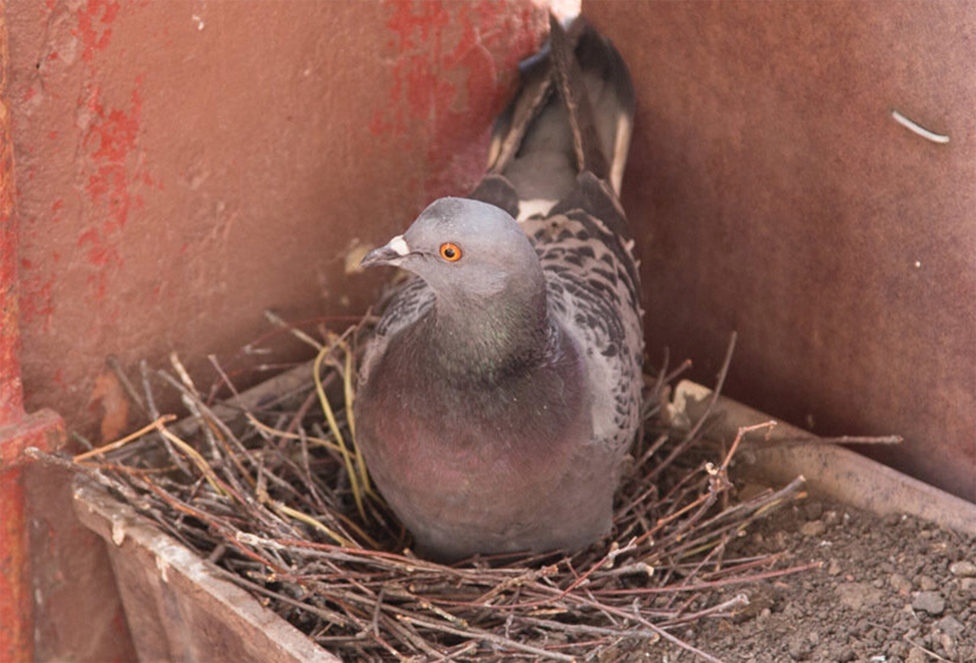 голубиное яйцо и голубята. голуби вьют гнезда.