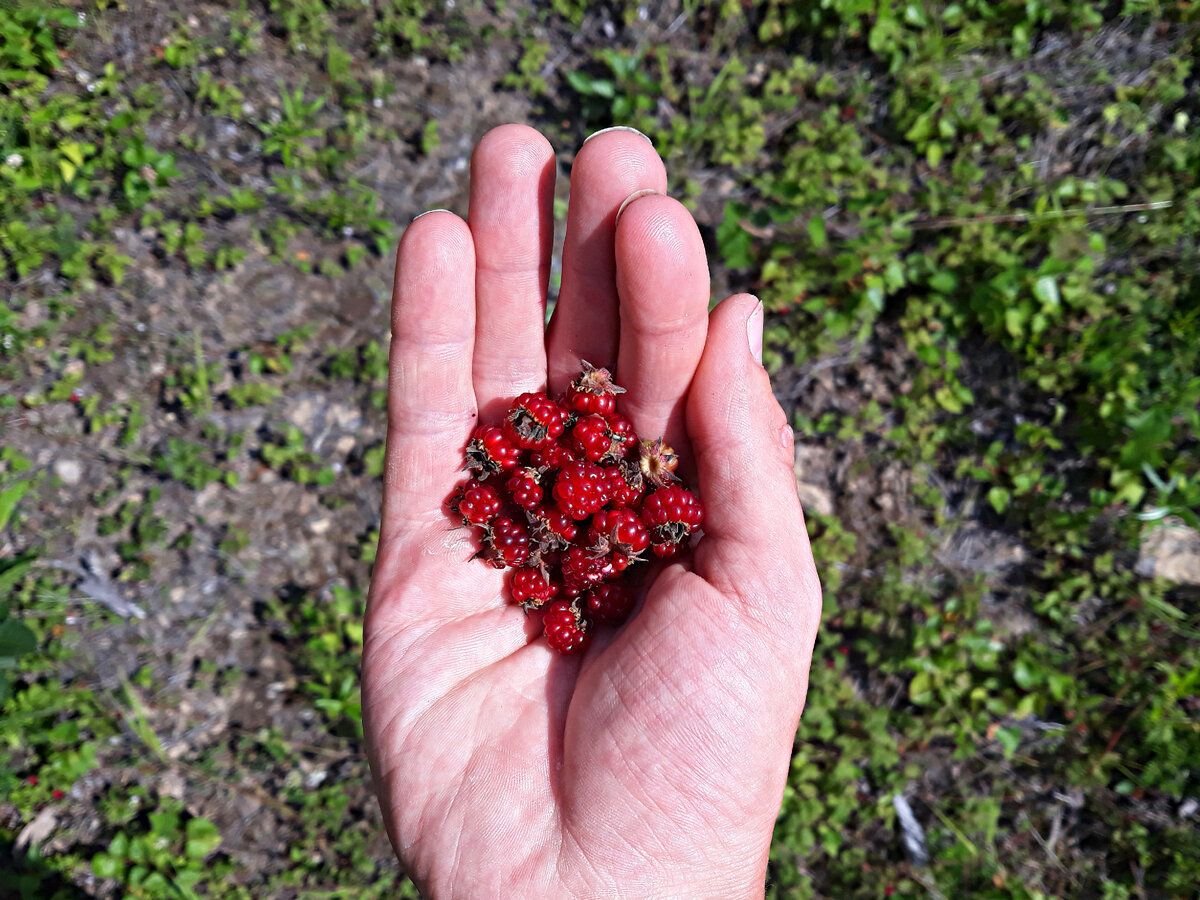 Странные ягоды в России