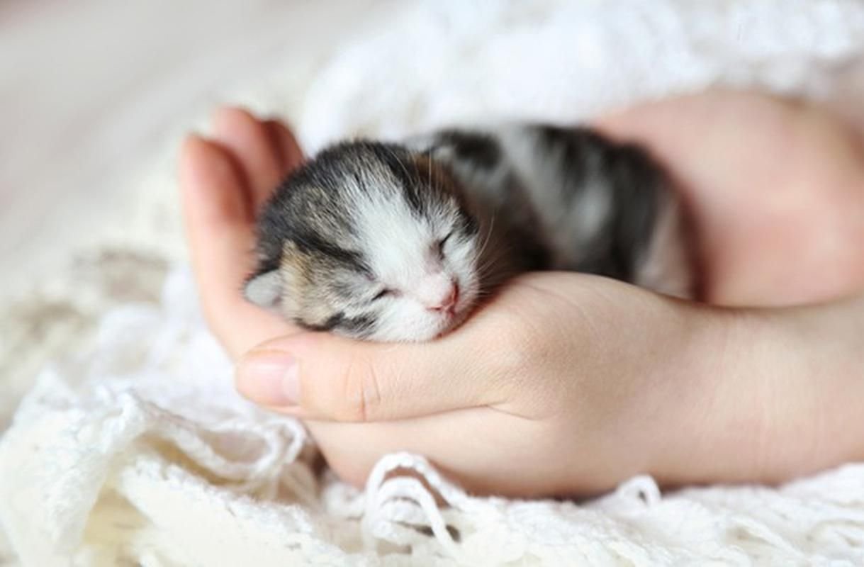 Новорожденный котенок спит