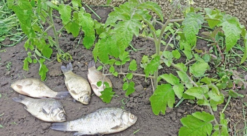 рыба с помидорами. удобрение для рыбы. рыбная запеканка "по-царски". рыбу под помидоры. горбуша в духовке с помидорами и сыром.