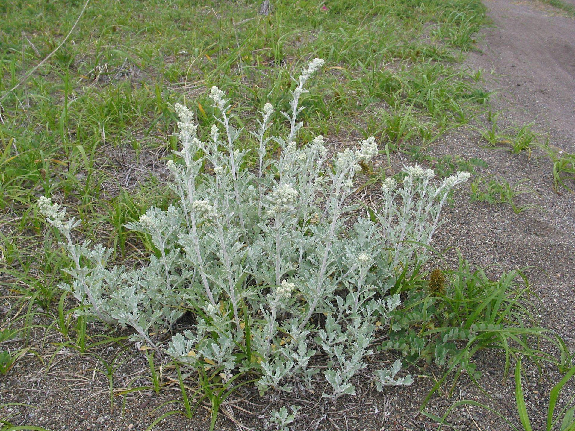 Полынь Баргузинская — Artemisia bargusinensis