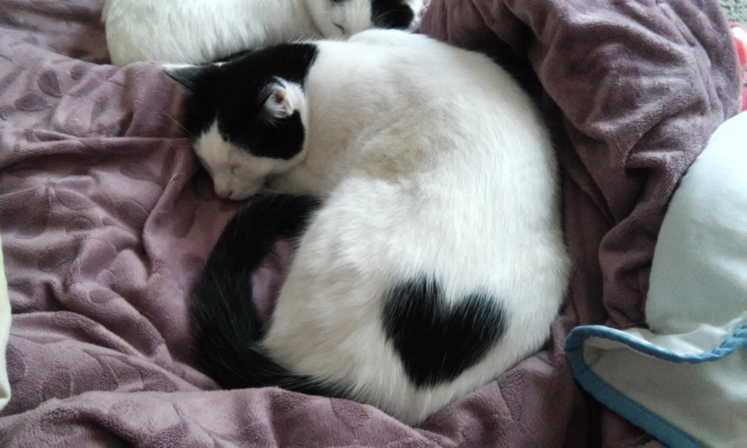 Коты хвосты сердечком