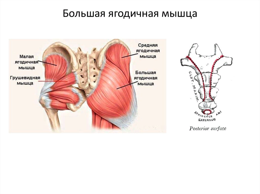 Крепление ягодичных мышц. Крепление ягодичной мышцы анатомия. Средняя и малая ягодичные мышцы. Большая средняя и малая ягодичные мышцы функции. Функции большой средней и малой ягодичной мышцы.