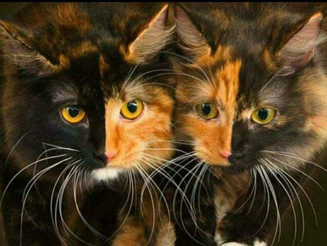 симметричный кот. двуликая кошка венера. морда кошки эскиз. симметричный кот. симметричная кошка.