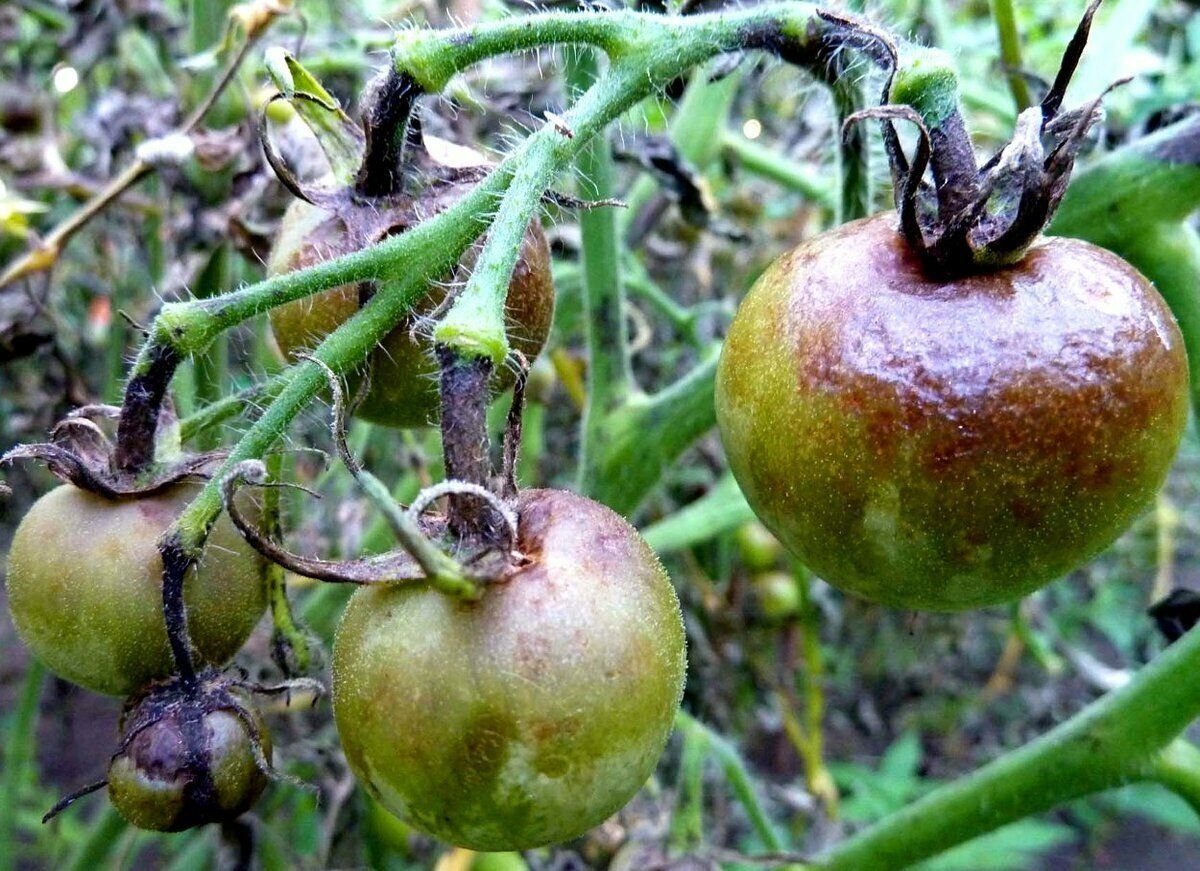 Стрик томатов фото и их лечение