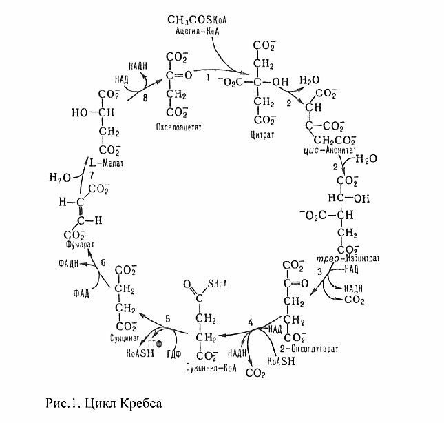 4 реакция цикла кребса