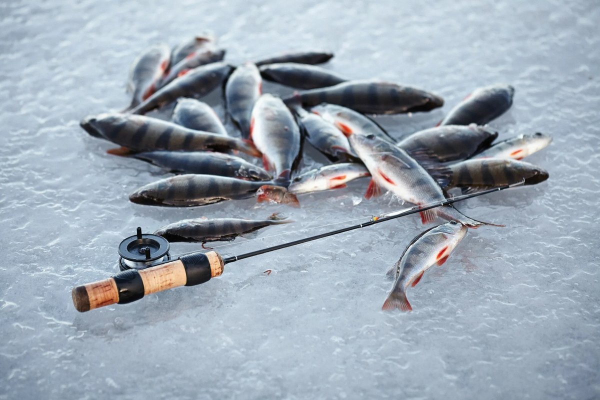 Зимние рыбы. Зимняя рыбалка. Зимние форелевые удочки. Ice Fishing рыбалка. Красивая зимняя рыбалка.