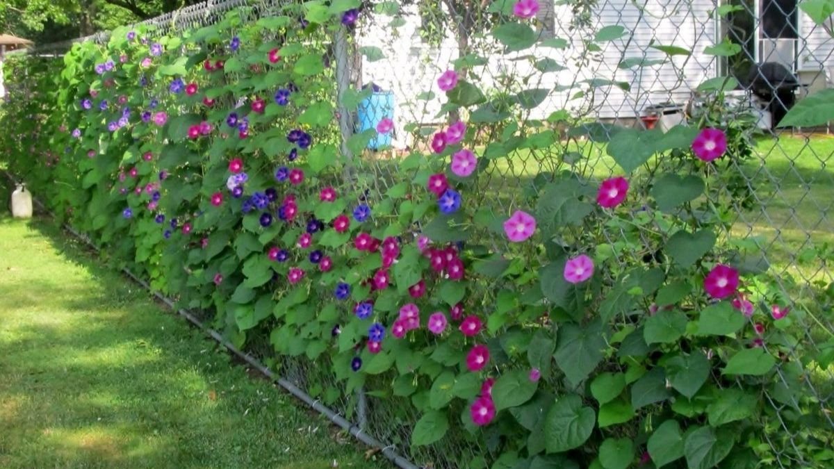 Вьюн ипомея. Вьюн ипомея. Какую ипомею можно выращивать. Вьюн ипомея. Ипомея назаборе.