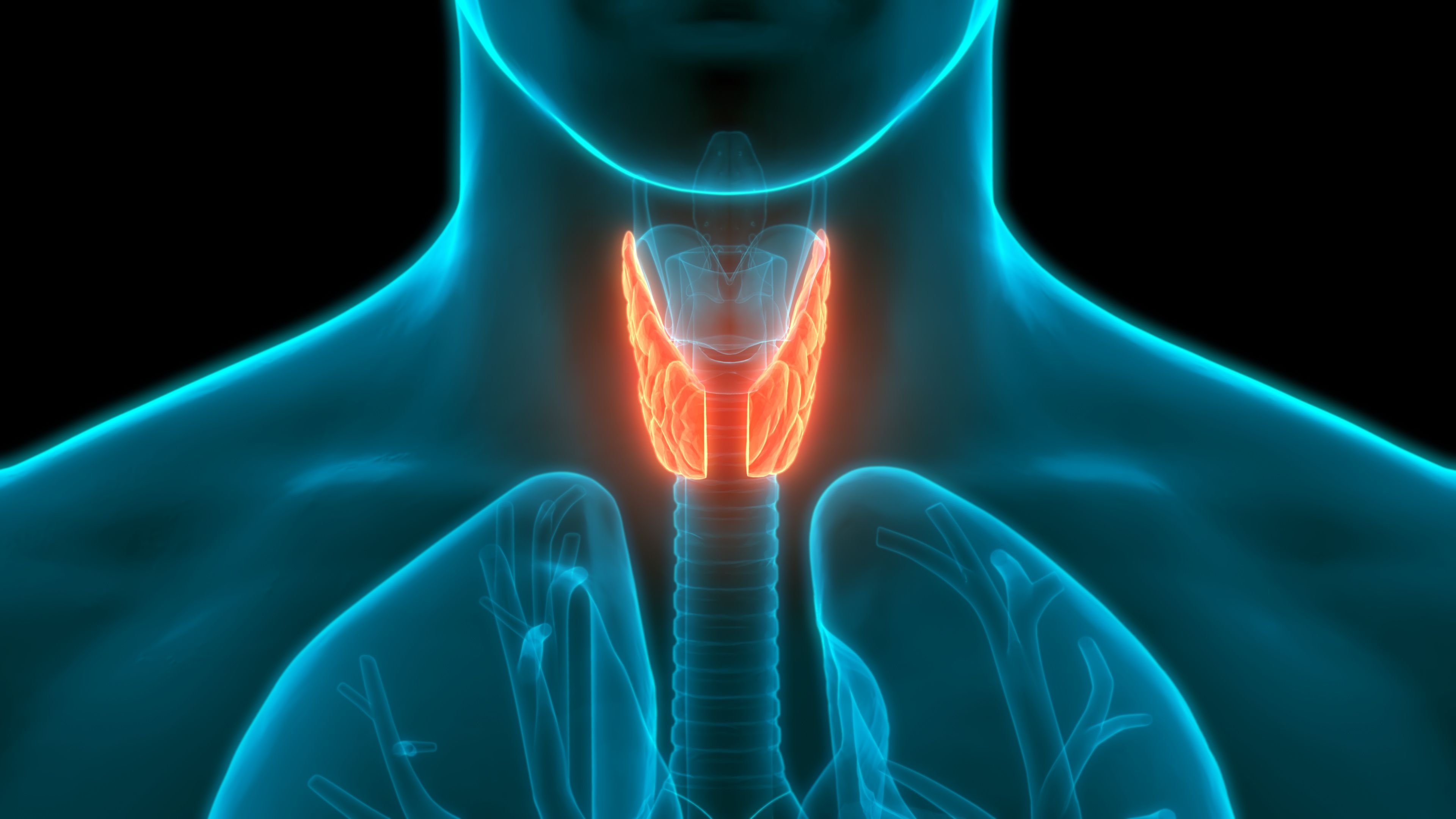 Дыхательная система человека с щитовидкой
