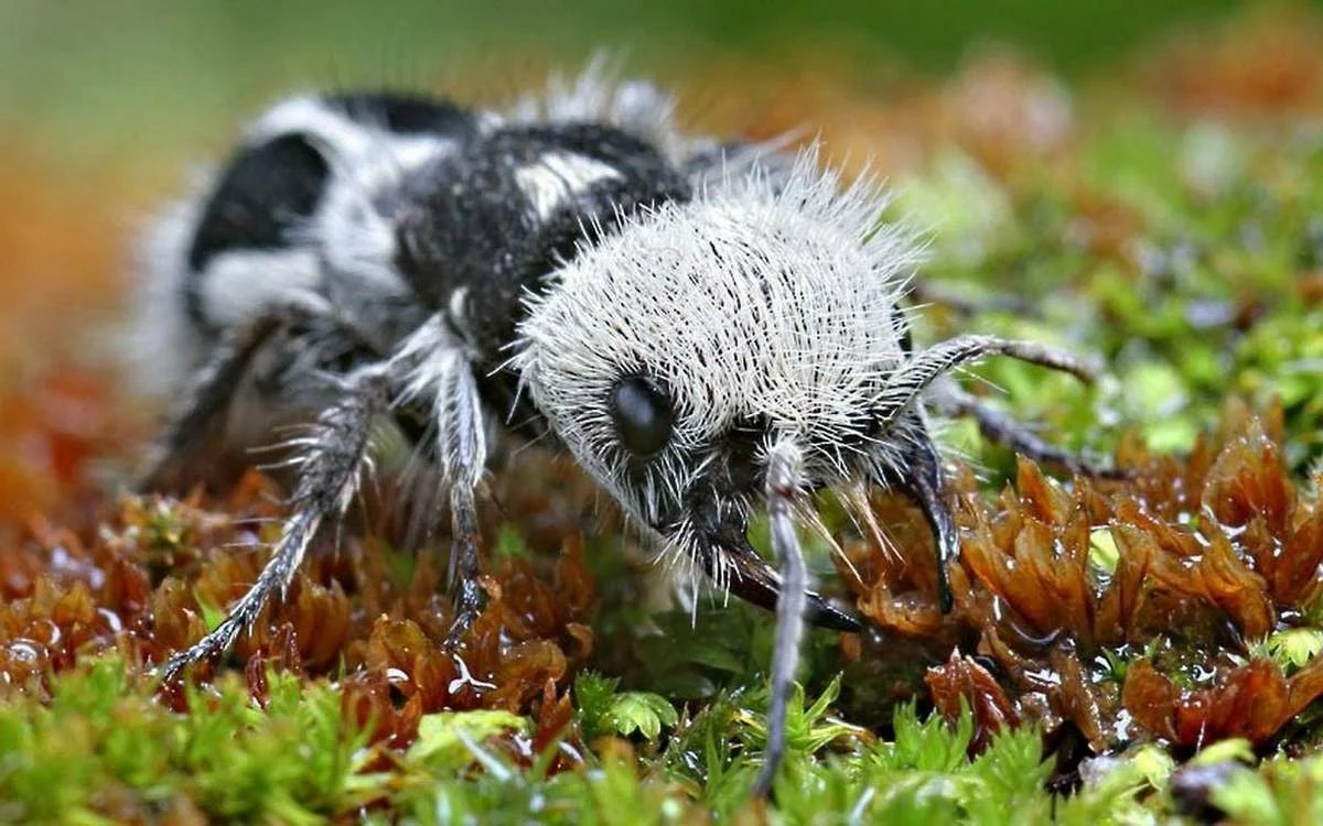 Насекомые живые существа. Euspinolia militaris. Насекомое муравей Панда. Муравей Панда Оса немка. Мохнатый муравей (Mutillidae).
