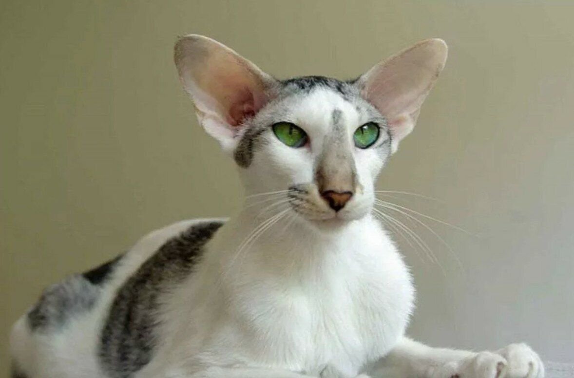 imgpreview?key=pulse_cabinet-image-af228