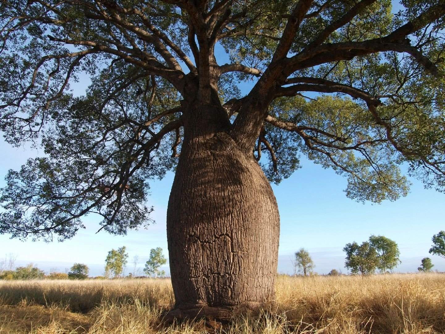 Австралийский баобаб бутылочное дерево