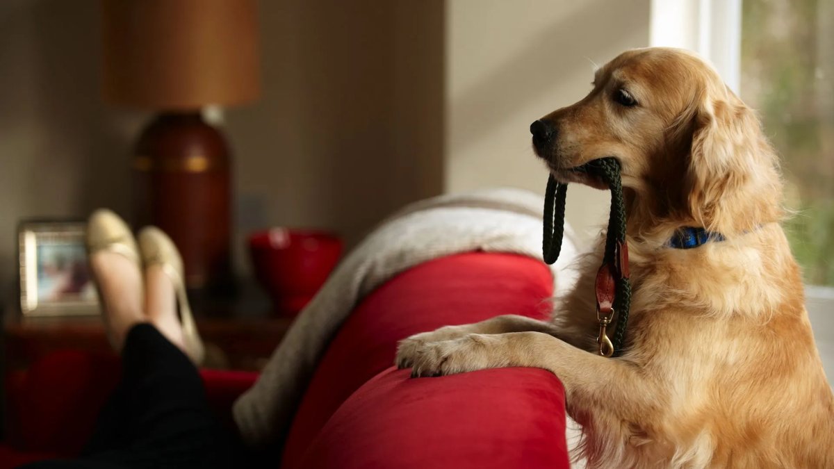 Собака начала жить с. Плачущая собака. Собака начала жить с. Собака начала жить с. Собака начала жить с.