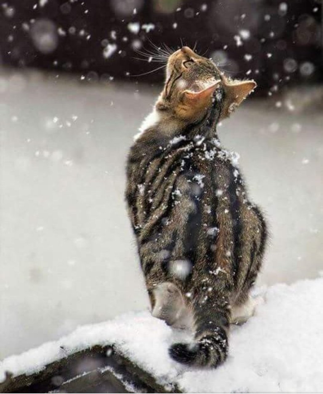 Котики в снегу картинки